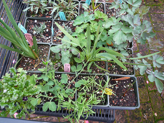 Aquilegia eximia