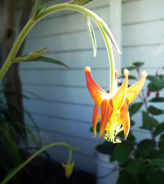 Aquilegia eximia