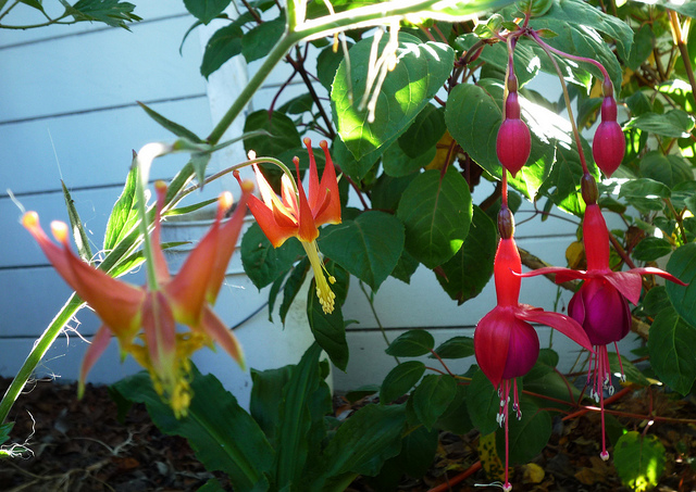 Aquilegia eximia