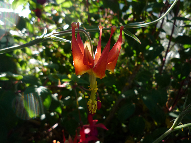 Aquilegia eximia (Aquilegia eximia)