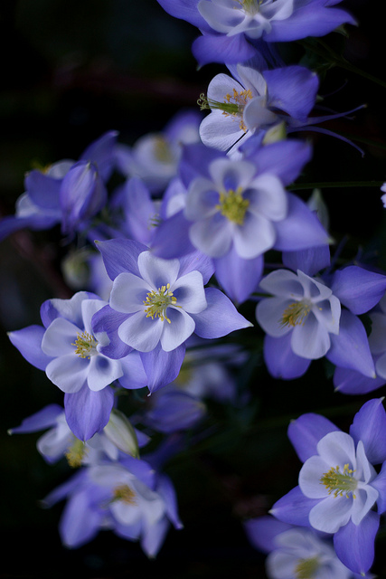 Ancolie du japon (Aquilegia flabellata)