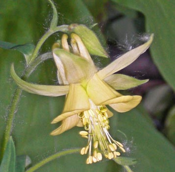 Aquilegia flavescens