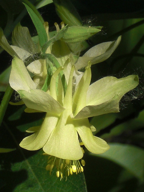 Aquilegia flavescens