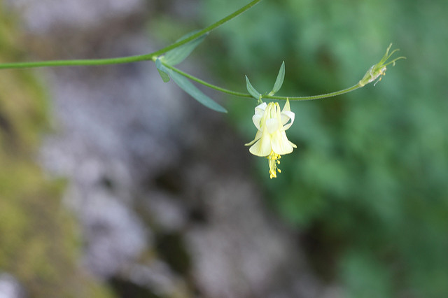 Aquilegia flavescens