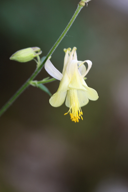 Aquilegia flavescens