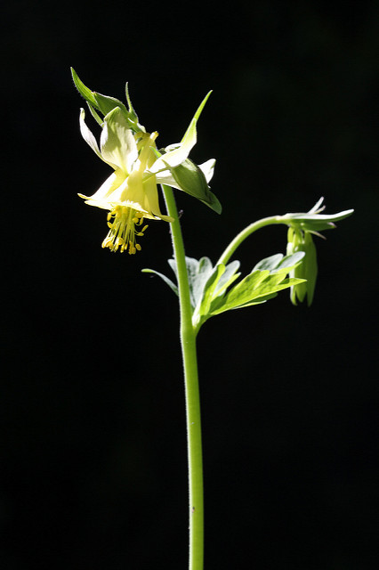 Aquilegia flavescens