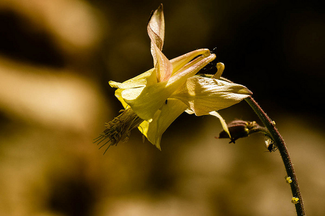 Aquilegia flavescens (Aquilegia flavescens)