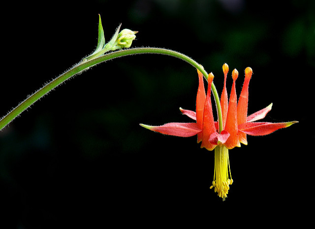 Aquilegia formosa (Aquilegia formosa)