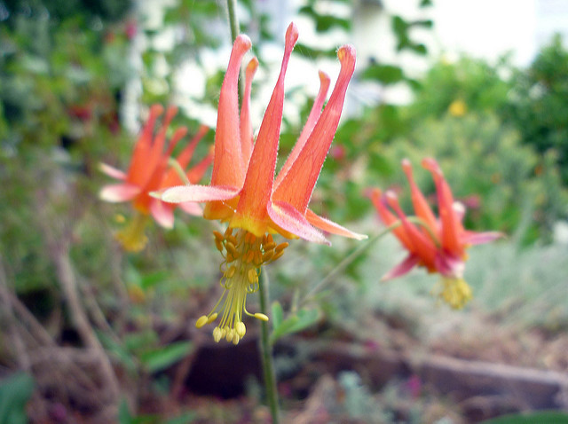 Aquilegia formosa