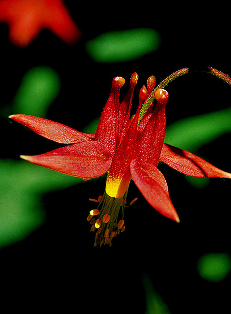 Aquilegia formosa