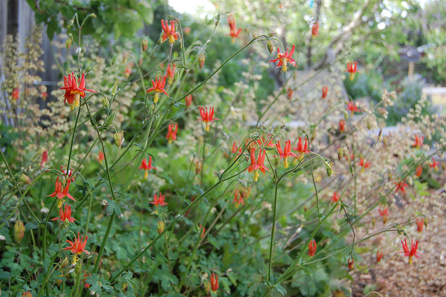 Aquilegia formosa