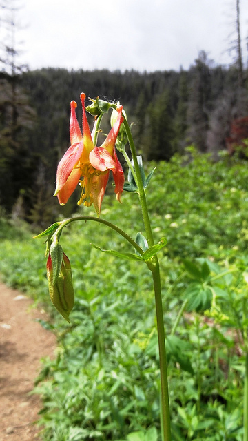 Aquilegia formosa