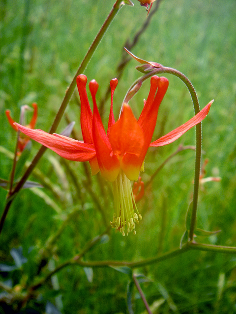Aquilegia formosa