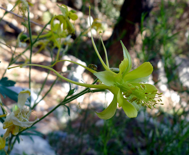 Aquilegia longissima