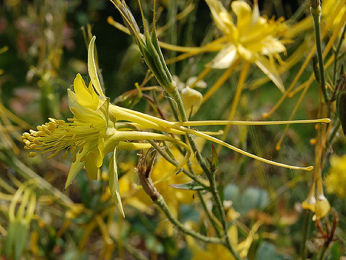 Aquilegia longissima