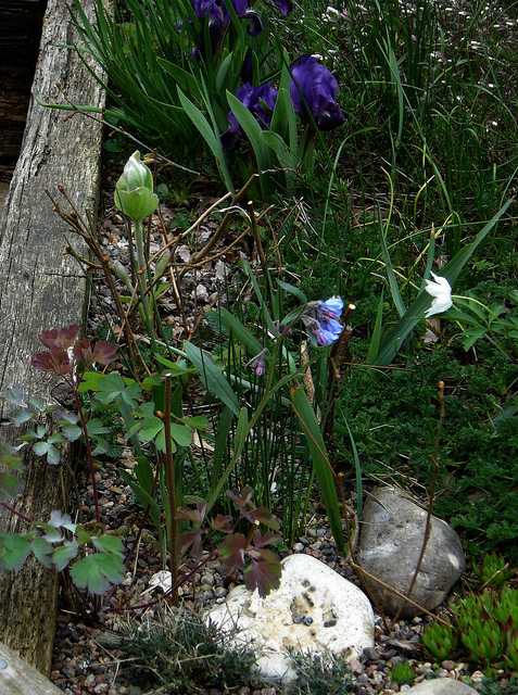 Aquilegia longissima