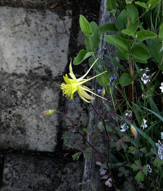 Aquilegia longissima