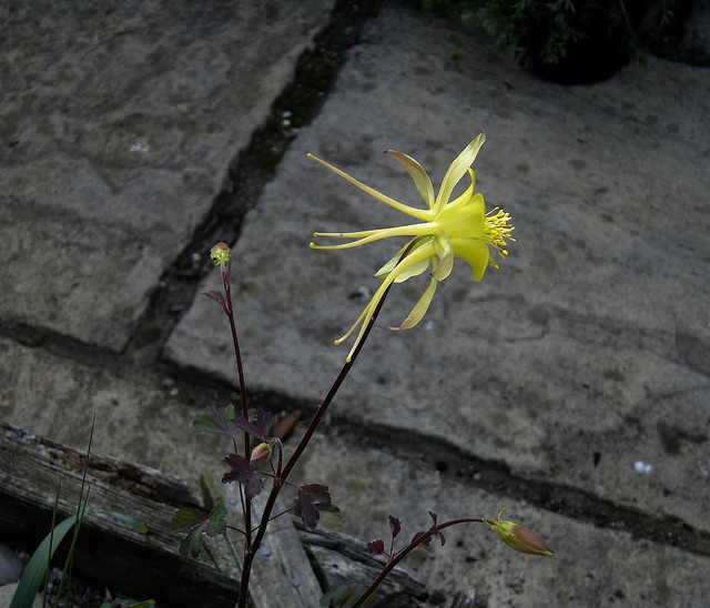 Aquilegia longissima (Aquilegia longissima)