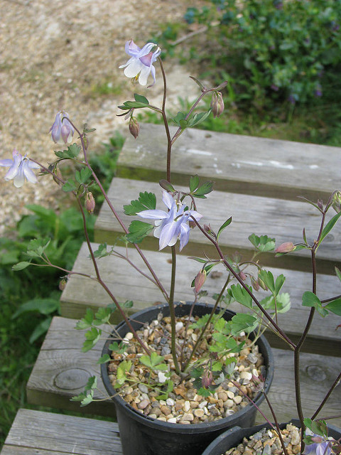 Aquilegia ottonis (Aquilegia ottonis)