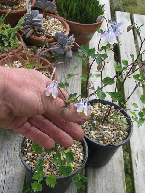 Aquilegia ottonis