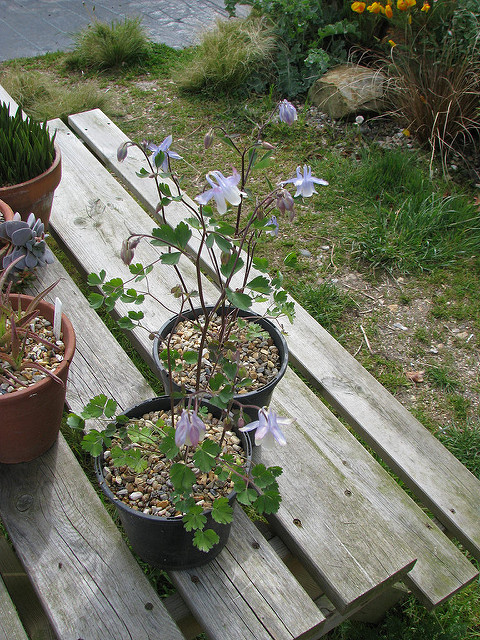 Aquilegia ottonis