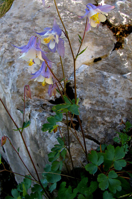 Aquilegia ottonis