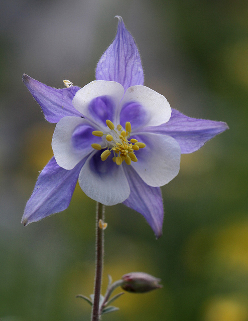 Aquilegia ottonis