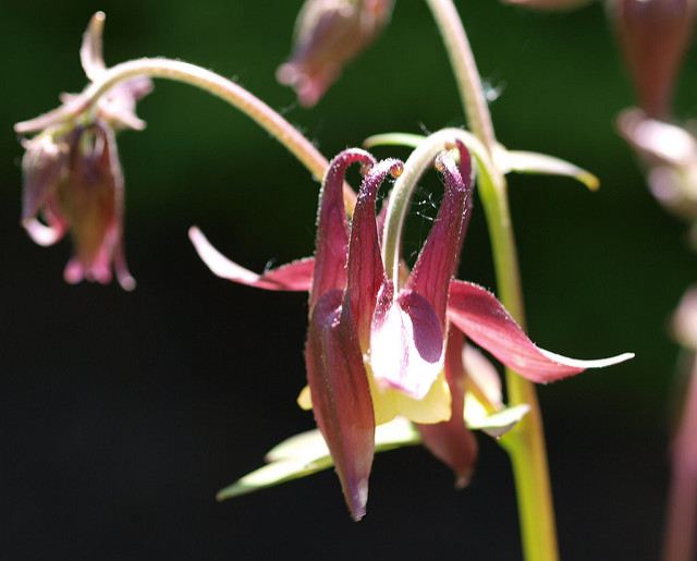Aquilegia oxysepala