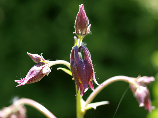 Aquilegia oxysepala