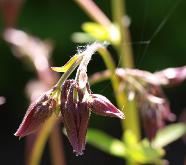 Aquilegia oxysepala