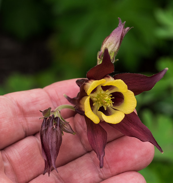 Aquilegia oxysepala