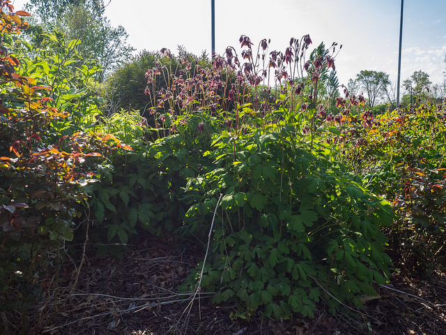 Aquilegia oxysepala