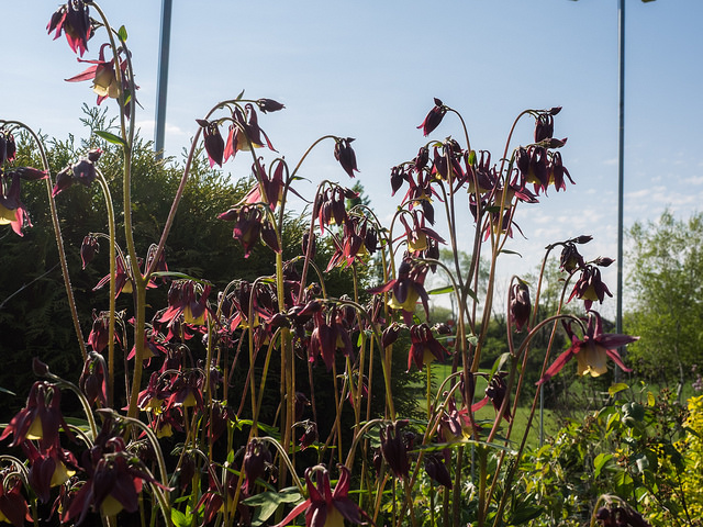 Aquilegia oxysepala (Aquilegia oxysepala)