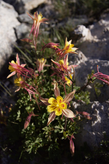 Aquilegia pubescens