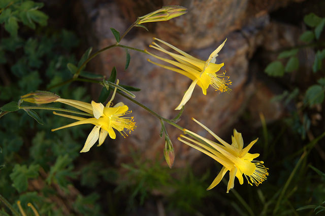 Aquilegia pubescens