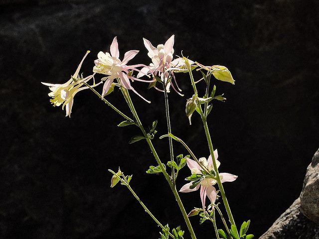 Aquilegia pubescens