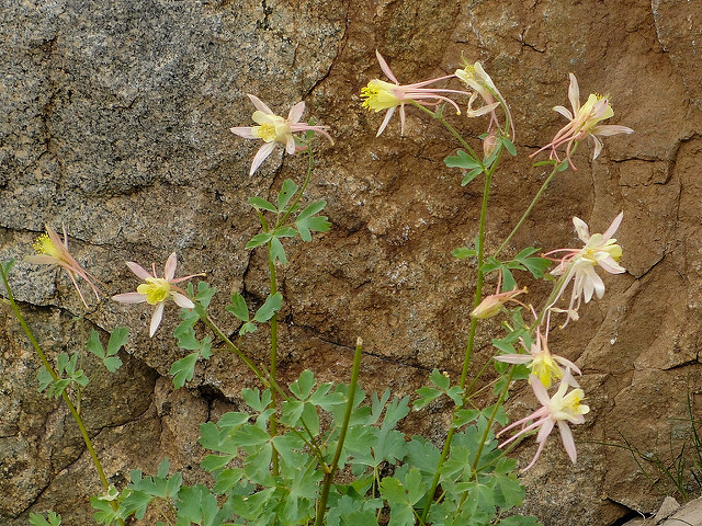Aquilegia pubescens
