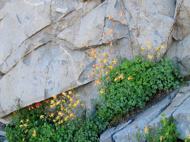 Aquilegia pubescens