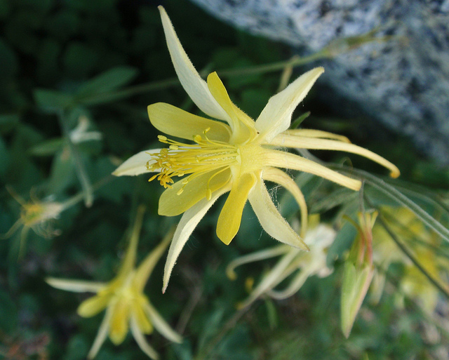 Aquilegia pubescens (Aquilegia pubescens)