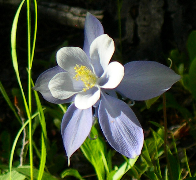 Aquilegia saximontana (Aquilegia saximontana)