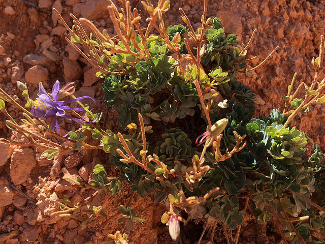 Aquilegia scopulorum (Aquilegia scopulorum)