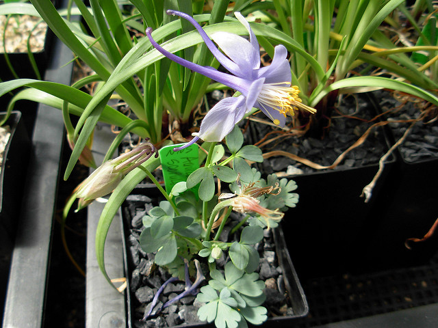 Aquilegia scopulorum