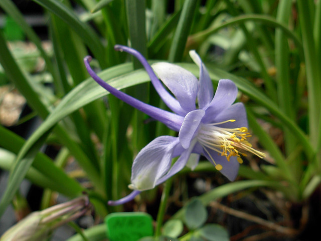 Aquilegia scopulorum