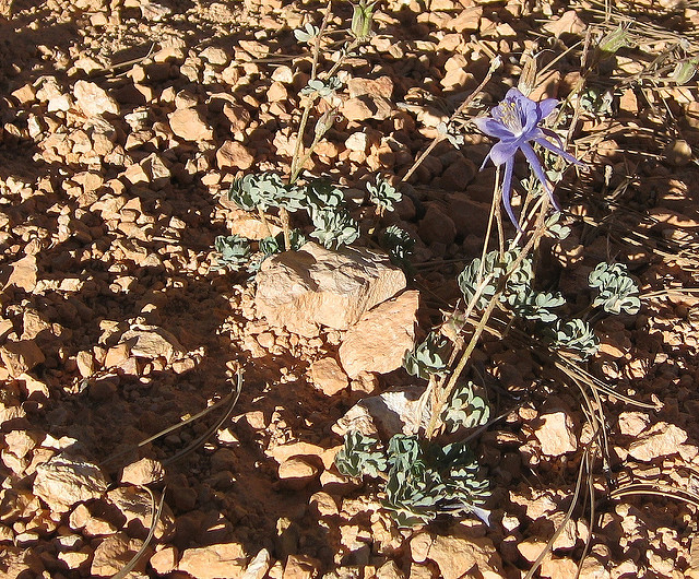 Aquilegia scopulorum