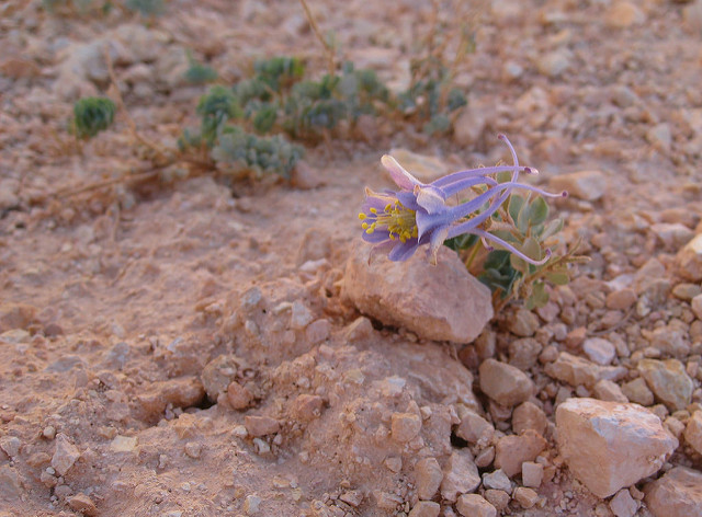 Aquilegia scopulorum