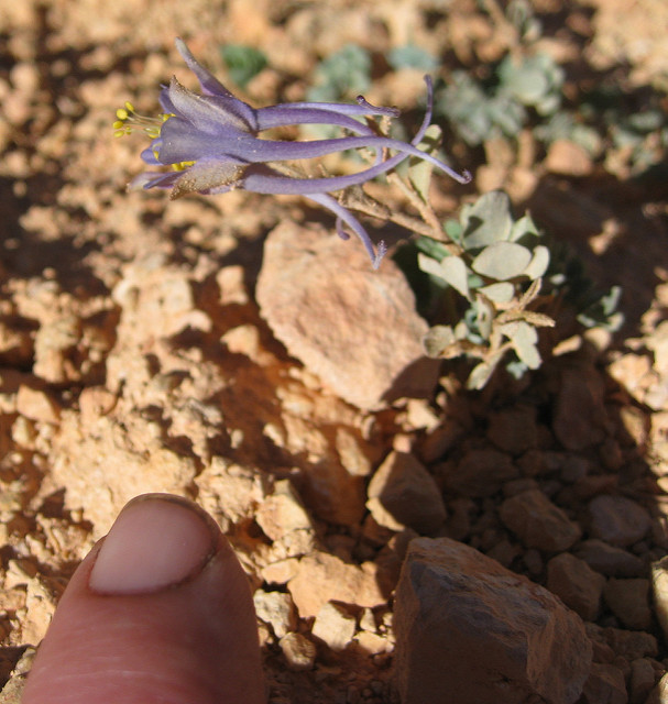 Aquilegia scopulorum