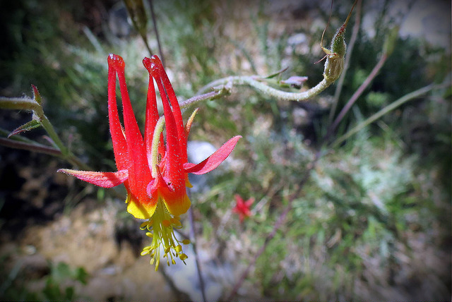 Aquilegia shockleyi (Aquilegia shockleyi)