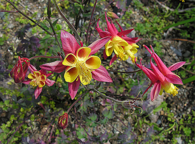 Ancolie skinneri (Aquilegia skinneri)