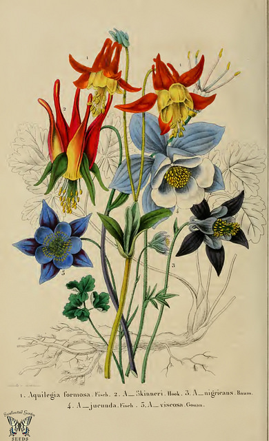 Ancolie skinneri