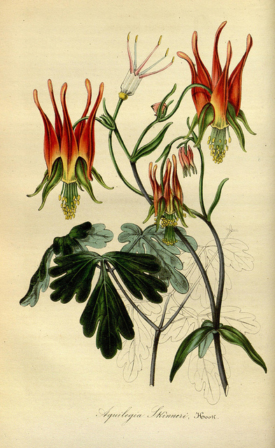 Ancolie skinneri